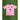 Inter Miami CF 2026/27 Home Jersey image 3
